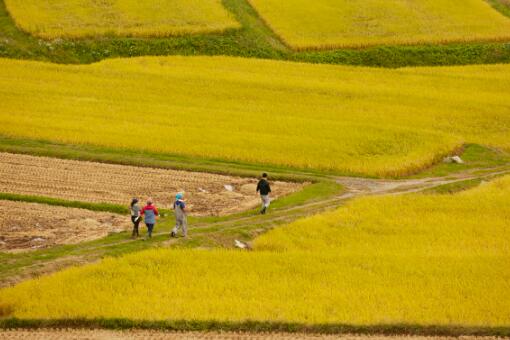 鄉(xiāng)村振興專干三年工作總結(jié)_振興鄉(xiāng)村三年總結(jié)專干工作匯報(bào)_振興鄉(xiāng)村三年總結(jié)專干工作報(bào)告